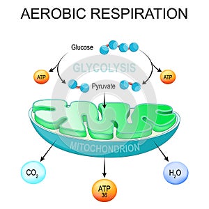 Aerobic respiration. Glycolysis and ATP Synthesis in mitochondria