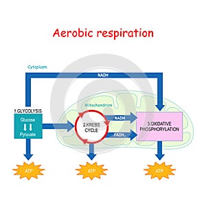 Aerobic respiration and Krebs cycle in Mitochondrion