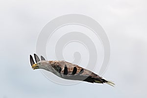 Aerodynamic eagle on grey background