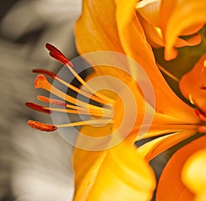 Aerodynamic Flow of Lilies photo