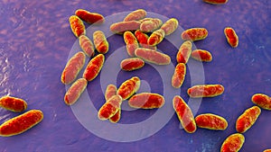 Aeromonas bacteria, 3D illustration