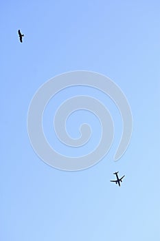 Aeroplane and Bird flying in the sky in different directions copy space