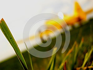 Aeroplane on a grass runway