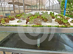 Aeroponics