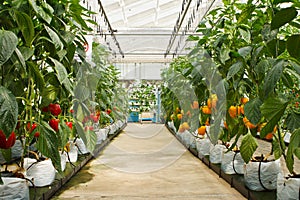 Aeroponics plantation in glasshouse