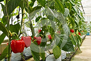 Aeroponics plantation in glasshouse