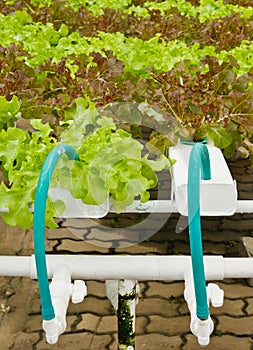 Aeroponics plantation in glasshouse