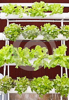 Aeroponics plantation in glasshouse