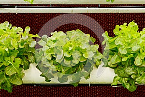 Aeroponics plantation in glasshouse