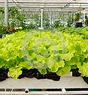 Aeroponics plantation in glasshouse
