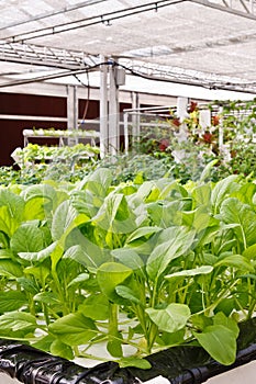 Aeroponics plantation in glasshouse