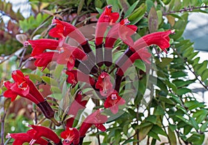 Aeschynanthus