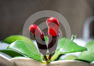 Aeschynanthus is a genus of evergreen subtropical and tropical plants in the family Gesneriaceae