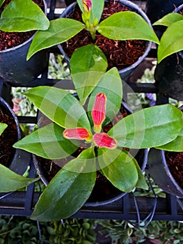 Aeschynanthus or gesneriaceae