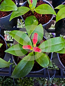 Aeschynanthus or gesneriaceae photo