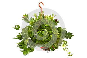 Aeschynanthus Mona Lisa