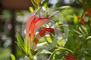 Aeschynanthus speciosus in bloom, pretty orange red flowers, ornamental plant