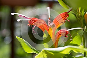 Aeschynanthus speciosus in bloom, pretty orange red flowers, ornamental plant