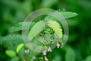 Aeschynomene americana (shyleaf, forage aeschynomene, American joint vetch, thornless mimosa)