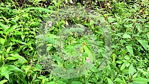 Aeschynomene americana (shyleaf, forage aeschynomene, American joint vetch, thornless mimosa)