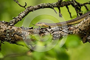 Aesculapean snake on a tree