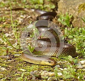 Aesculapian rat snake