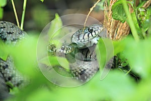 Aesculapian snake