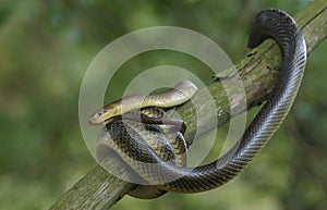 Aesculapian Snake