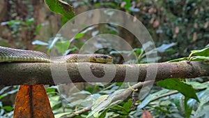 Aesculapian snake on branch
