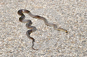 Aesculapian snake on a street taking a sunbath.