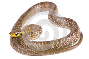 Aesculapian snake Zamenis longissimus