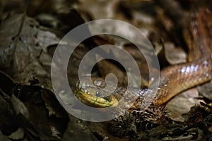 The Aesculapian snake (Zamenis longissimus, Elaphe longissima) close-up