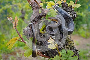 Aesculapian Snake - Zamenis longissimus, Elaphe longissima, nonvenomous olive green and yellow snake native to Europe, Colubrinae