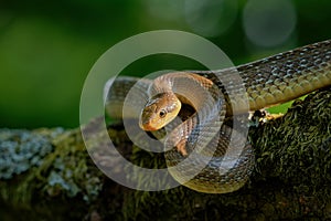 Aesculapian Snake - Zamenis longissimus, Elaphe longissima, nonvenomous olive green and yellow snake native to Europe, Colubrinae