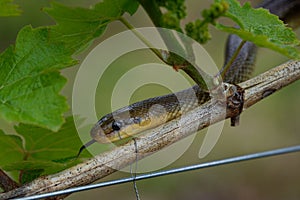 Aesculapian Snake - Zamenis longissimus, Elaphe longissima, nonvenomous olive green and yellow snake native to Europe, Colubrinae