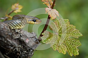 Aesculapian Snake - Zamenis longissimus, Elaphe longissima, nonvenomous olive green and yellow snake native to Europe, Colubrinae