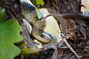 Aesculapian Snake - Zamenis longissimus, Elaphe longissima, nonvenomous olive green and yellow snake native to Europe, Colubrinae