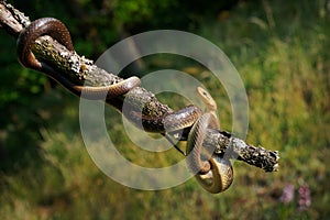 Aesculapian Snake - Zamenis longissimus, Elaphe longissima, nonvenomous olive green and yellow snake native to Europe, Colubrinae