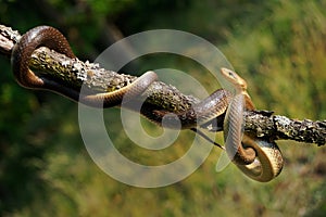 Aesculapian Snake - Zamenis longissimus, Elaphe longissima, nonvenomous olive green and yellow snake native to Europe, Colubrinae