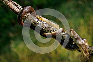 Aesculapian Snake - Zamenis longissimus, Elaphe longissima, nonvenomous olive green and yellow snake native to Europe, Colubrinae