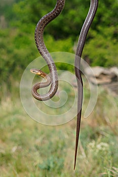 Aesculapian Snake - Zamenis longissimus, Elaphe longissima, nonvenomous olive green and yellow snake native to Europe, Colubrinae