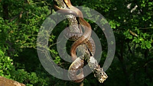 Aesculapian Snake - Zamenis longissimus, Elaphe longissima, nonvenomous olive green and yellow snake native to Europe, Colubrinae