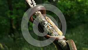 Aesculapian Snake - Zamenis longissimus, Elaphe longissima, nonvenomous olive green and yellow snake native to Europe, Colubrinae