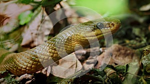 Aesculapian Snake - Zamenis longissimus, Elaphe longissima, nonvenomous olive green and yellow snake native to Europe, Colubrinae