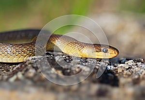 Aesculapian Snake - Zamenis longissimus, Elaphe longissima, nonvenomous olive green and yellow snake native to Europe, Colubrinae