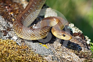 Aesculapian Snake - Zamenis longissimus, Elaphe longissima, nonvenomous olive green and yellow snake native to Europe, Colubrinae