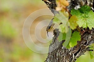 Aesculapian Snake - Zamenis longissimus, Elaphe longissima, nonvenomous olive green and yellow snake native to Europe, Colubrinae