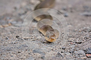 The Aesculapian snake (Zamenis longissimus, Elaphe longissima), nonvenomous snake crawls an asphalt road