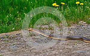 The Aesculapian snake (Zamenis longissimus, Elaphe longissima), nonvenomous snake crawls an asphalt road