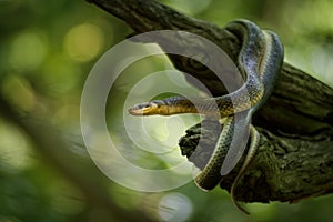 Aesculapian Snake - Zamenis longissimus, previously Elaphe longissima, nonvenomous olive green and yellow snake native to Europe,